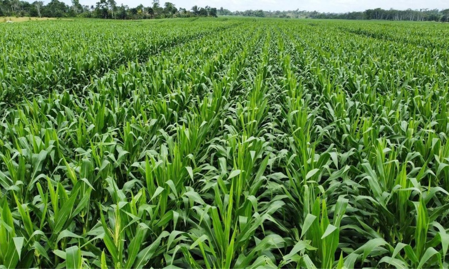 Maize Fields